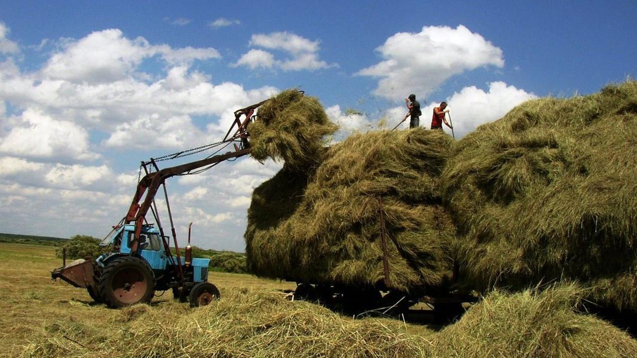 Фермеры Карагандинской области получат субсидии на удешевление стоимости кормов