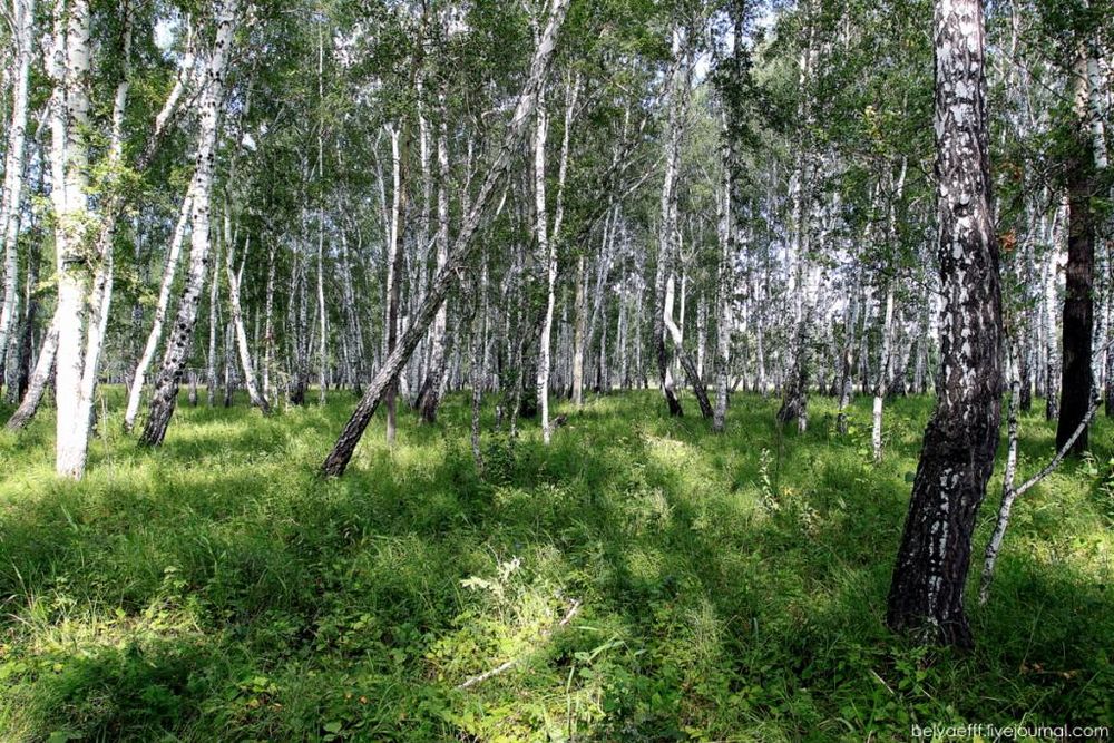 Значение леса в природе и жизни человека