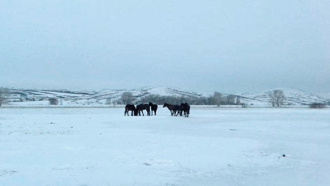 15 лошадей были спасены в Уланском районе