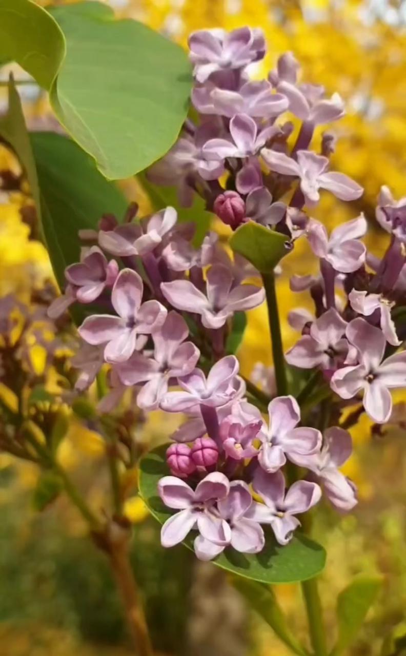Хургада гей секс Әуесқойлық порно ол