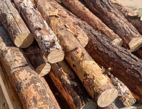 Шұңқырдан дәретханаға көз жүгірту