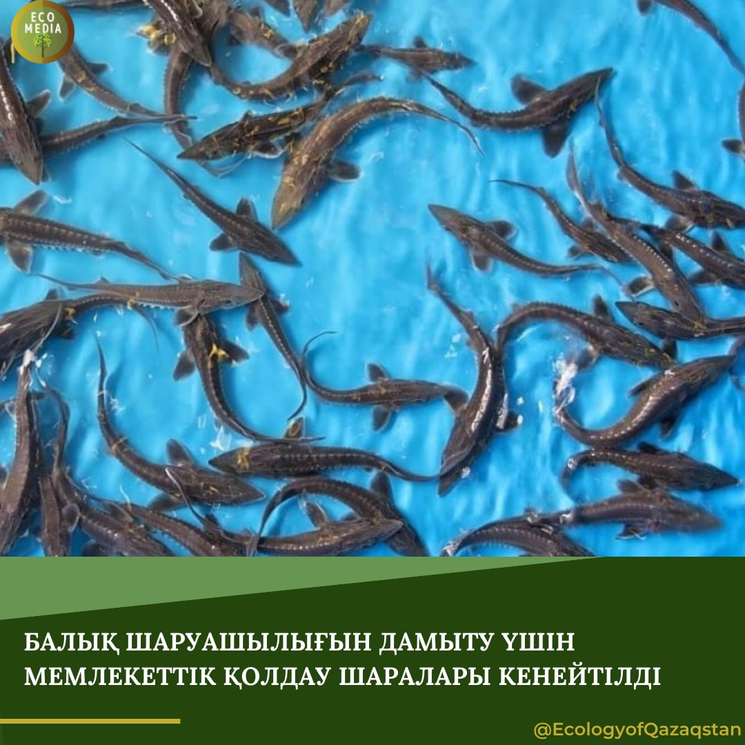 Балық шаруашылығын дамыту үшін  мемлекеттік қолдау шаралары кеңейтілді
