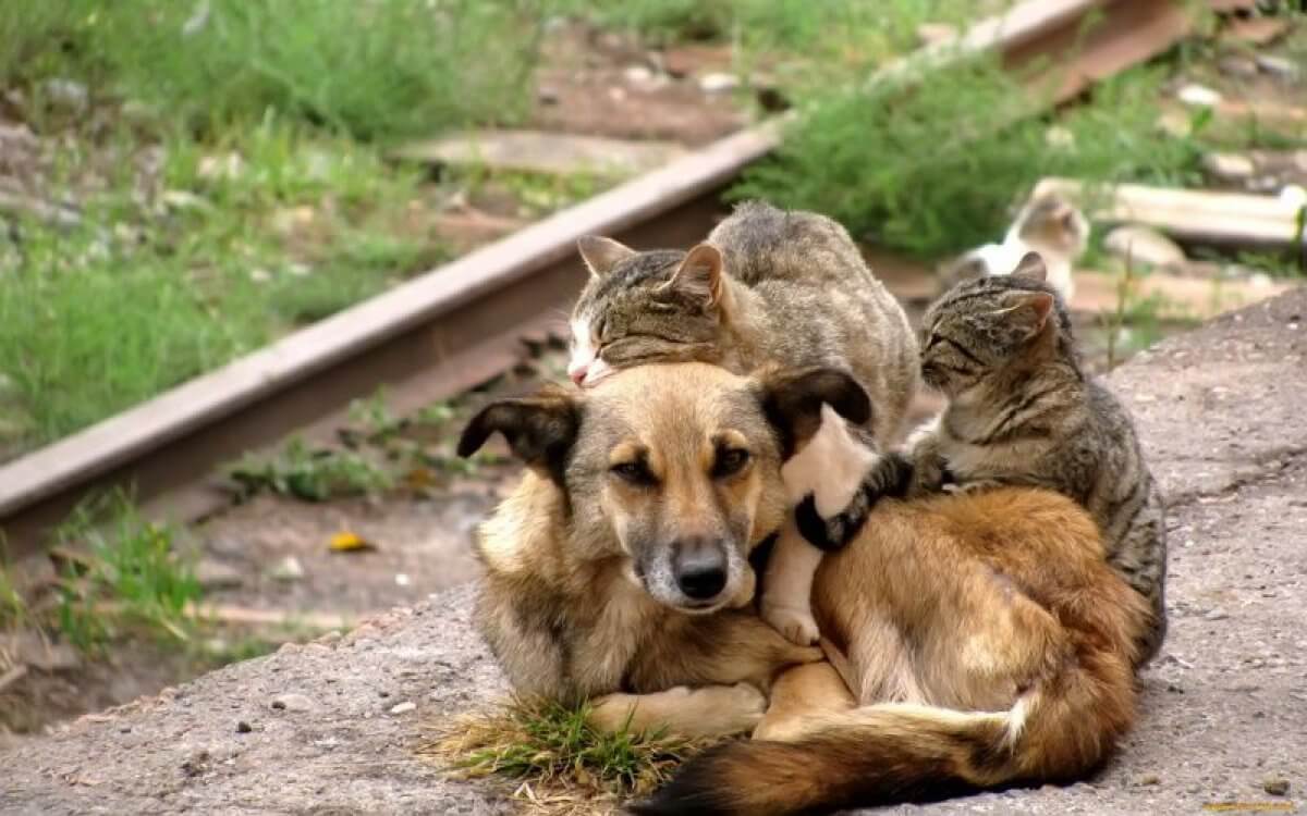 Информация  по регулированию численности бродячих собак и кошек
