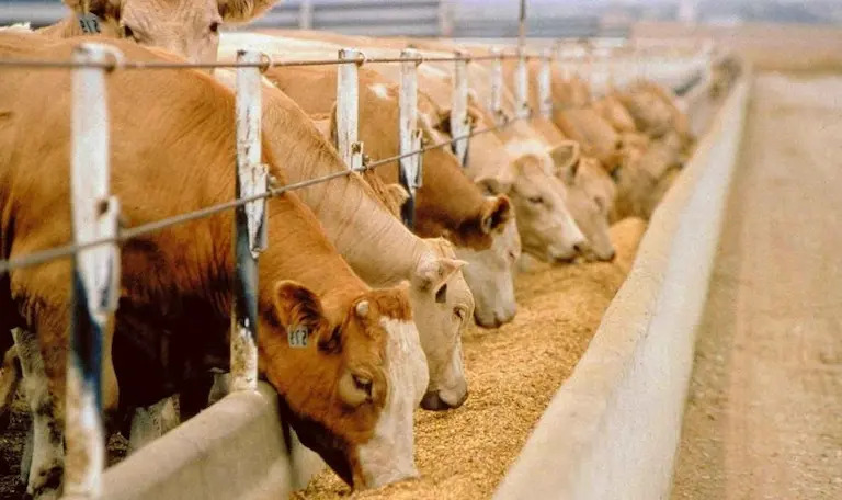 В Кызылординской области растет поголовье скота