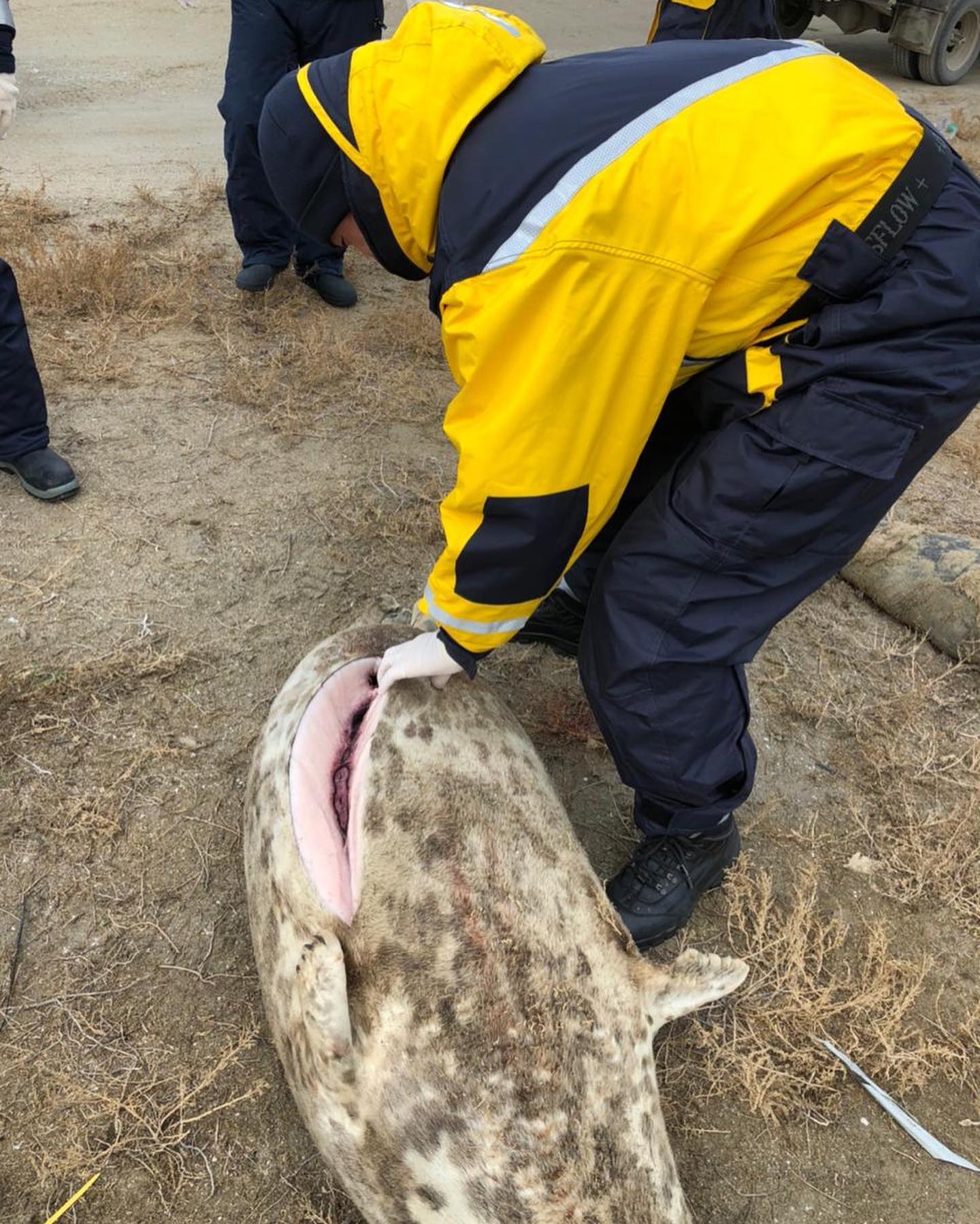 Информация о гибели тюленей