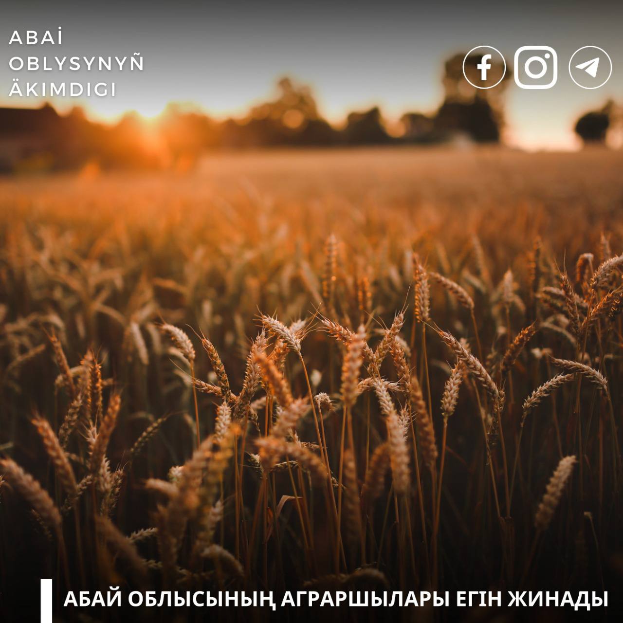 Аграрии области Абай собрали урожай