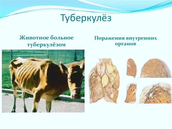 Нудистердің және отбасылардың қатысуымен эротикалық порно қараңыз Жапондық ана порносын қараңыз