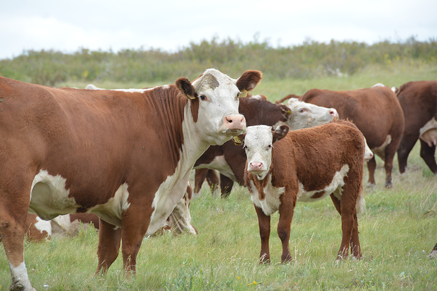 The procedure for providing the state service "Assignment of accounting numbers to production facilities engaged in animal rearing, harvesting (slaughter), storage, processing and sale of animals, products and raw materials of animal origin, as well as organizations for the production, storage and sale of veterinary drugs, feed and feed additives"