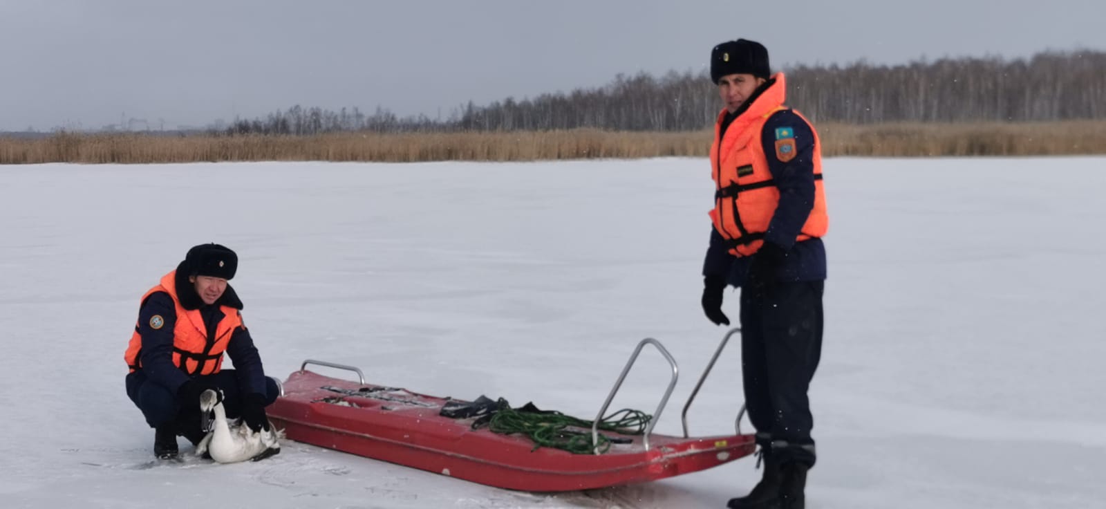 Североказахстанские спасатели оказали помощь лебедям  на озере вблизи г.Петропавловска