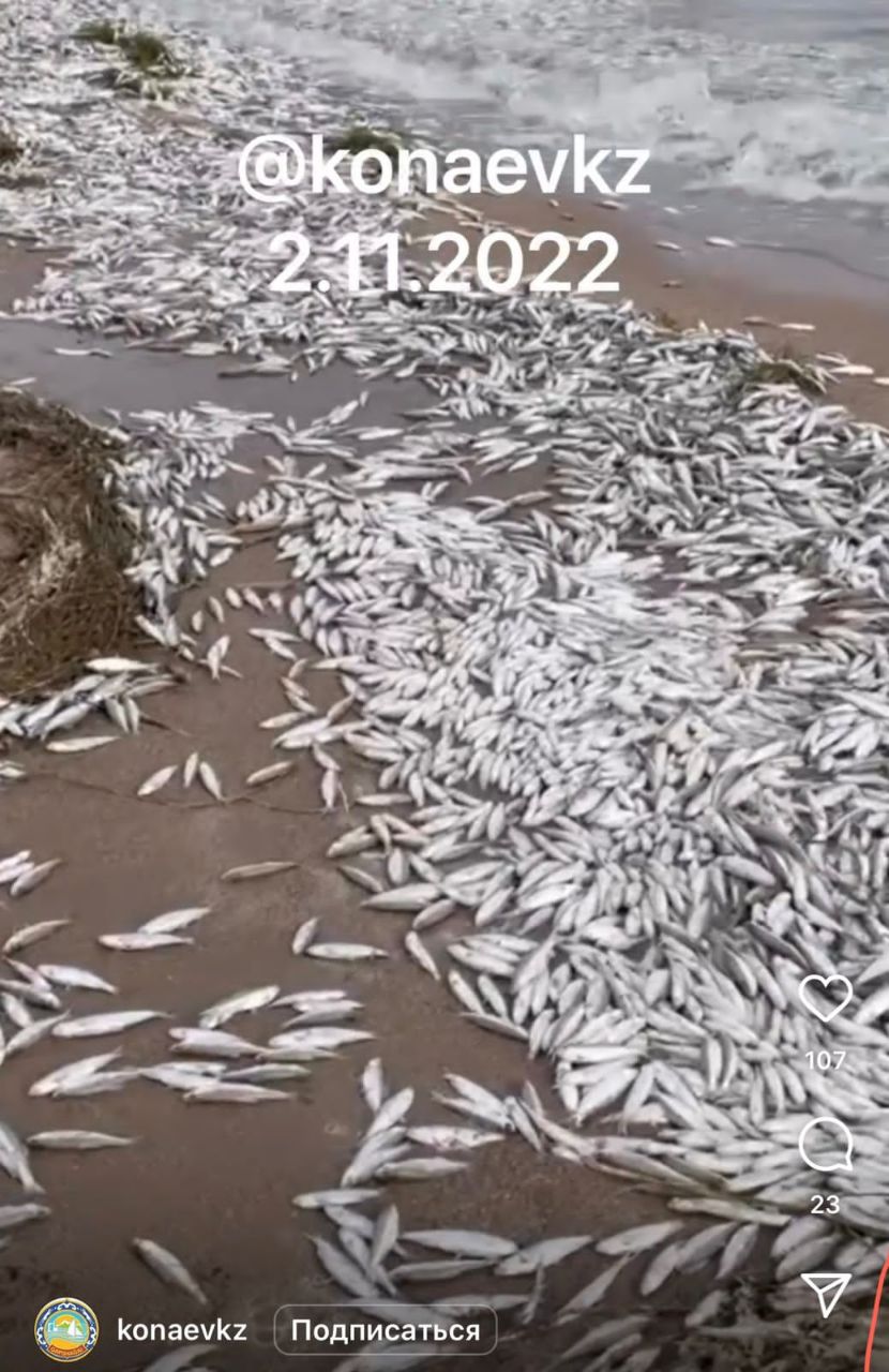 Информация о гибели молоди рыбы  на Капшагайском водохранилище