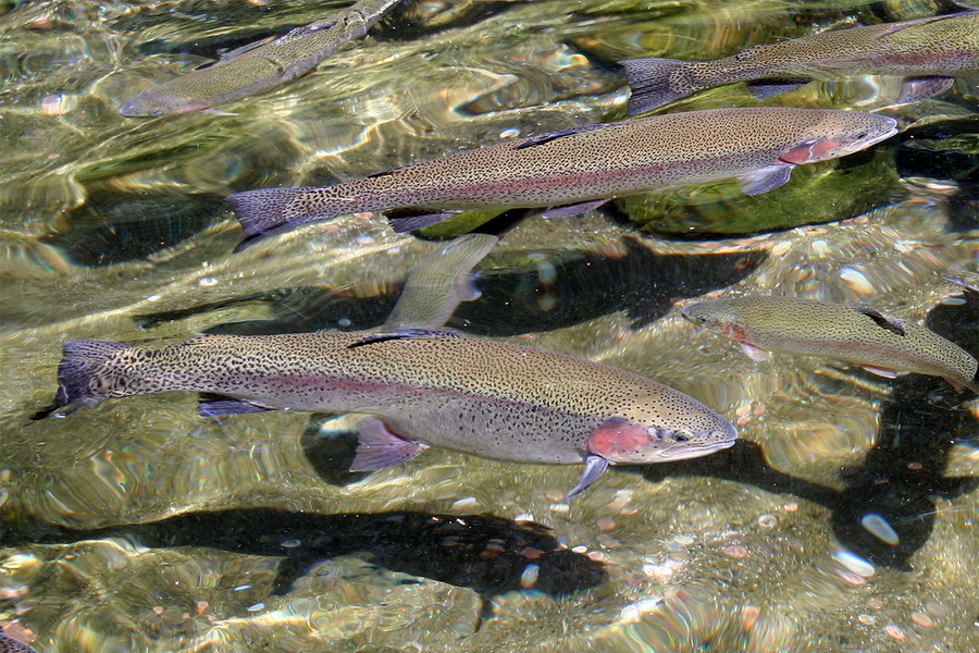Қонаев қаласында баррамунди және форель өсіру бойынша балық өнеркәсібі кешені тапсырылды