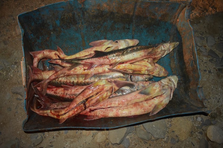 Маңғыстауда 14 келіден астам бекіре балығы тәркіленді