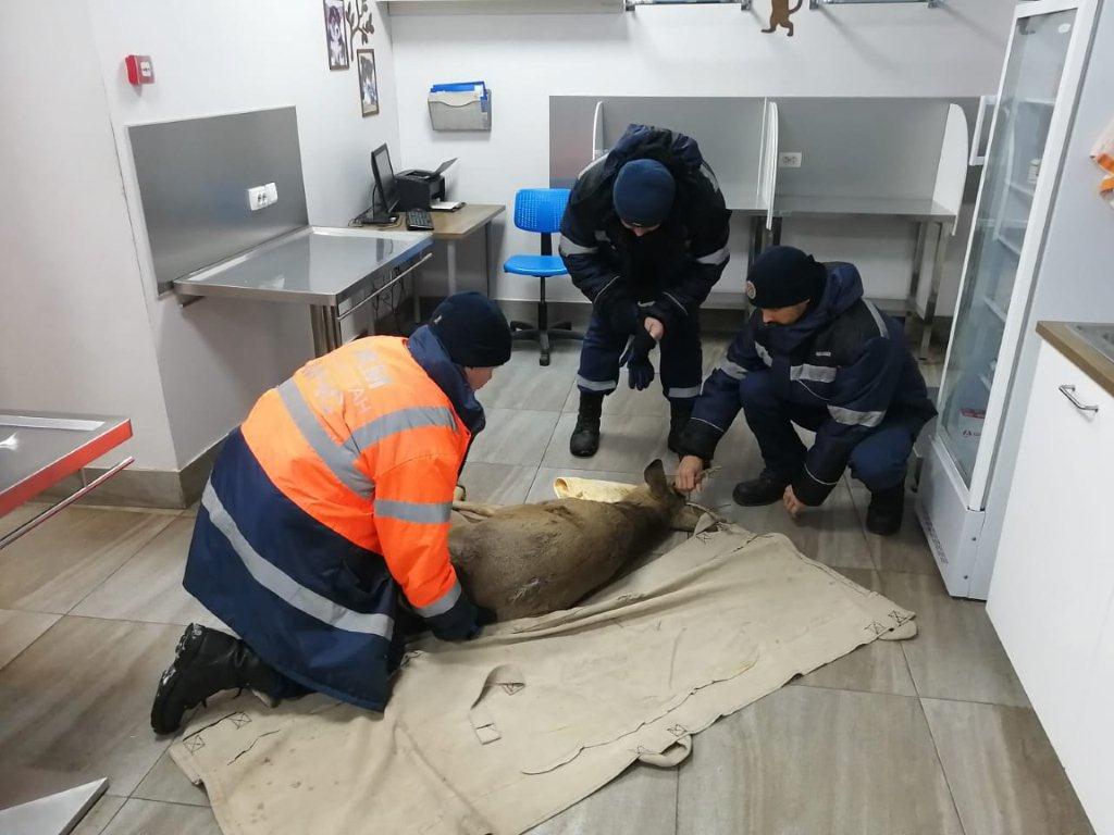 Спасатели транспортировали прооперированную косулю