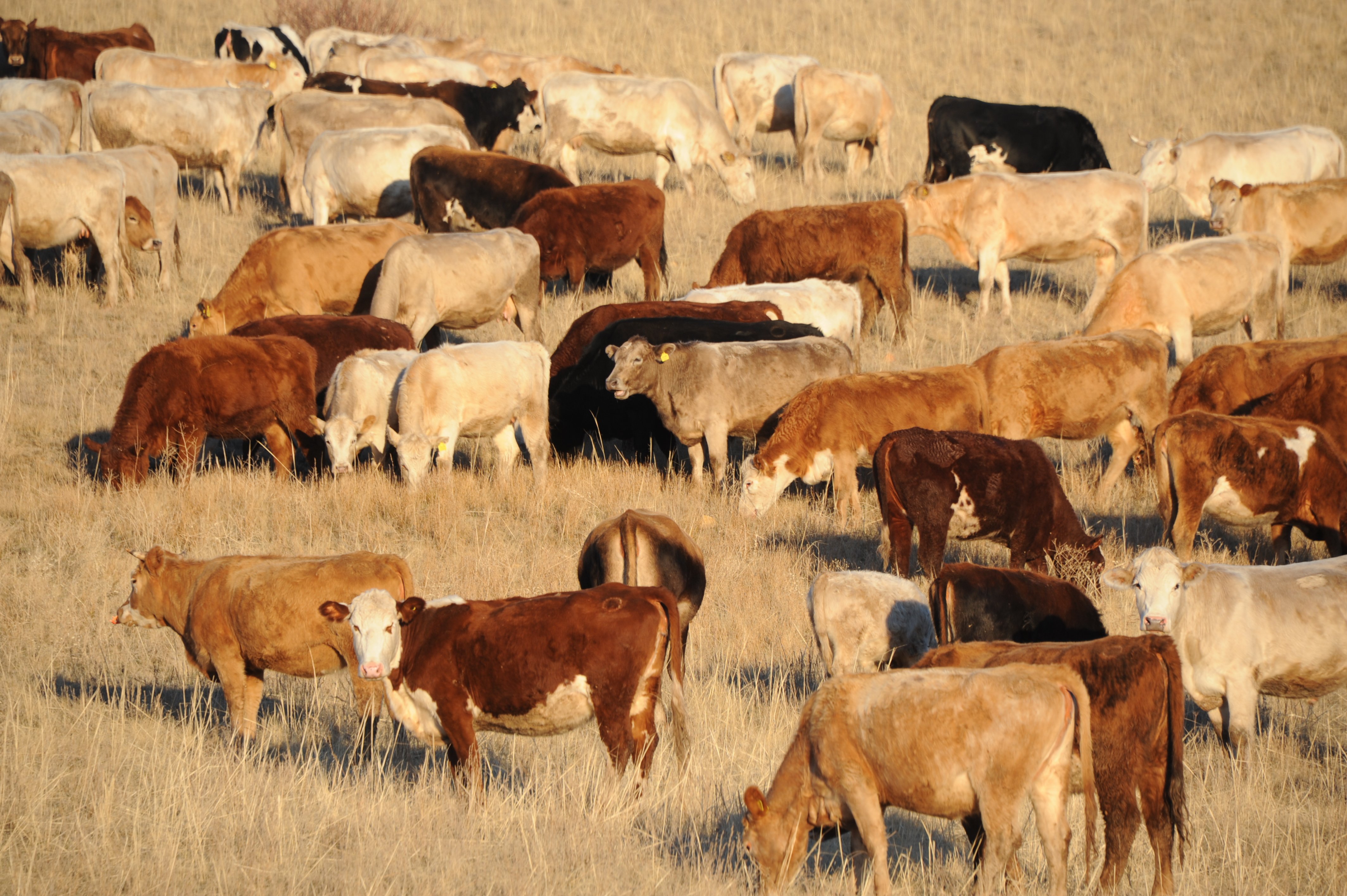 Племенное животноводство успешно развивается в Жетысу