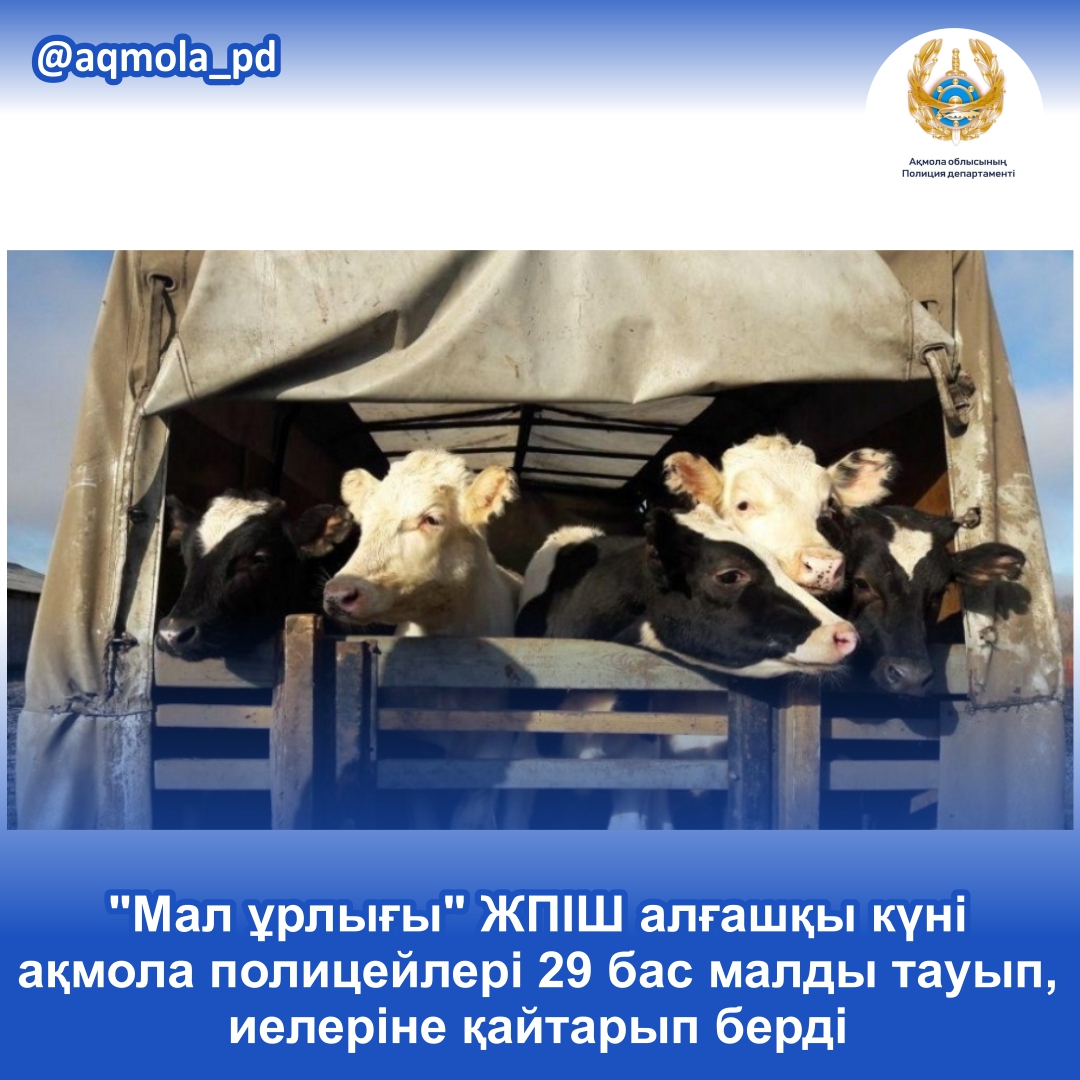 "Мал ұрлығы" ЖПІШ алғашқы күні ақмола полицейлері 29 бас малды тауып, иелеріне қайтарып берді