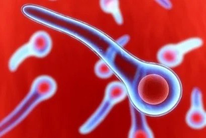 Сіреспе – ол, жүйке жүйесін зақымдайтын жұқпалы ауру.