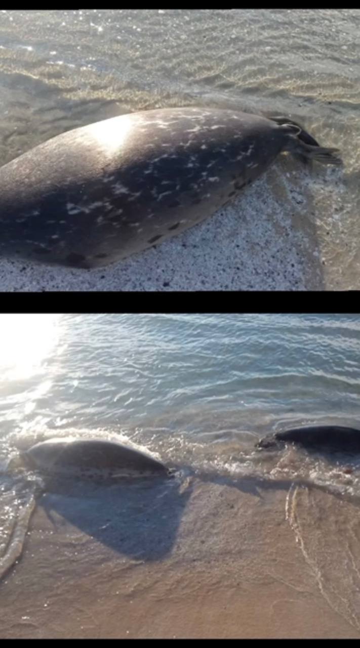 Справка по гибели тюленей в Каспийском море в 2022 году