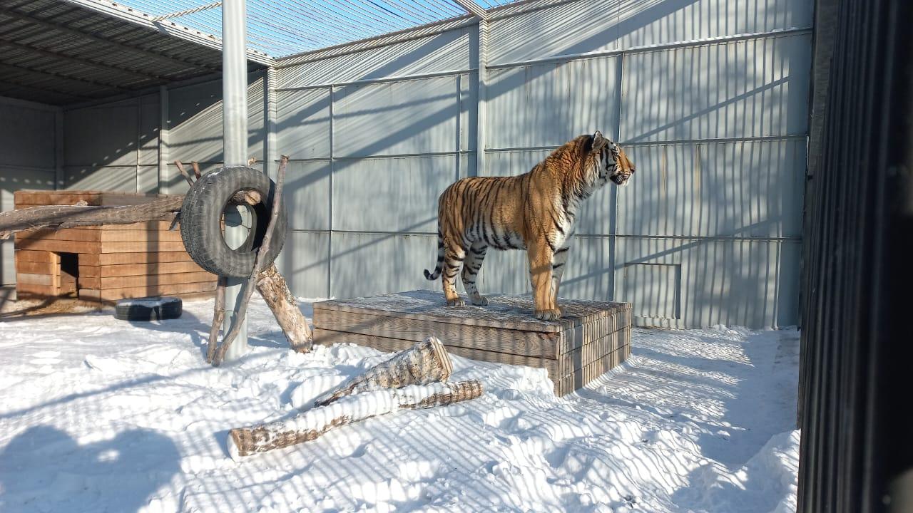 Карагандинскому зоопарку подарили амурского тигра
