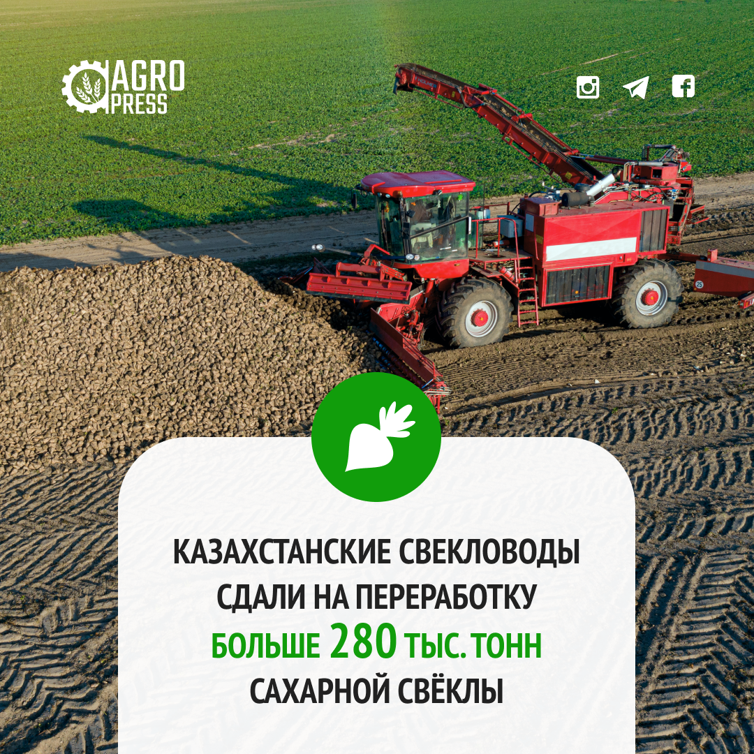 Казахстанские свекловоды сдали на переработку больше 280 тыс. тонн сахарной свёклы