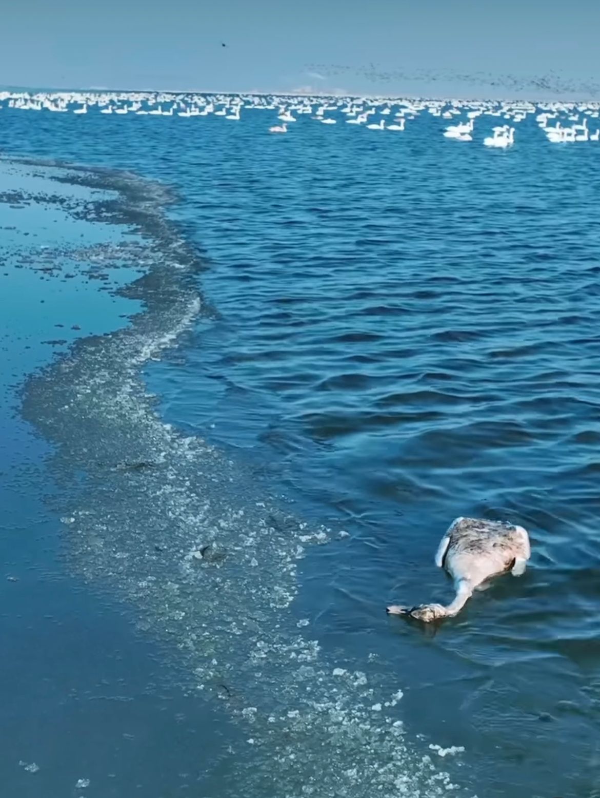 Тәжікстан жұлдыздары туралы секс