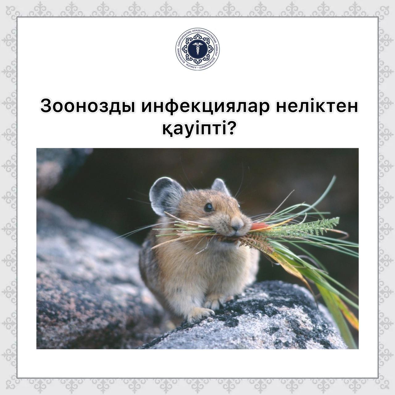 Зоонозды инфекциялар неліктен қауіпті?