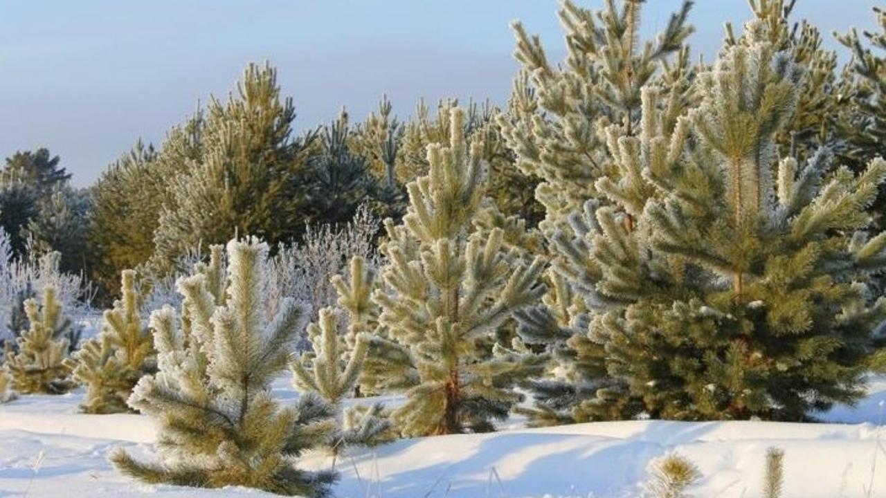 Карагандинские лесничие задержали мужчину с тремя срубленными соснами