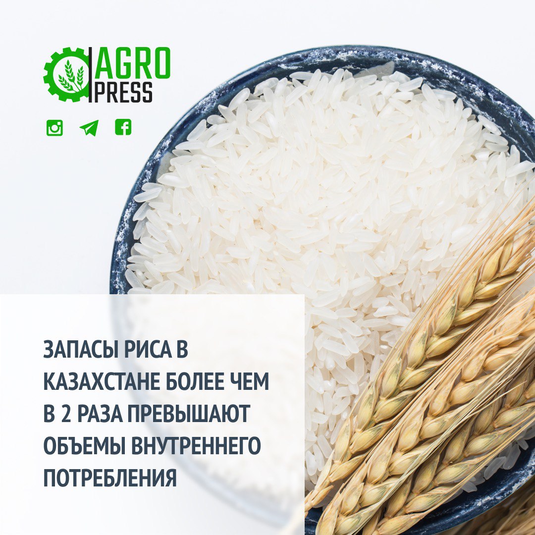Запасы риса в Казахстане в 2 раза превышают объемы внутреннего потребления