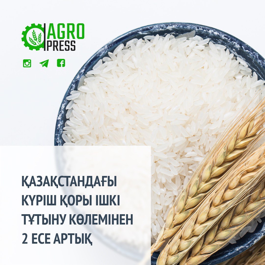 Қазақстандағы күріш қоры ішкі тұтыну көлемінен 2 есе артық