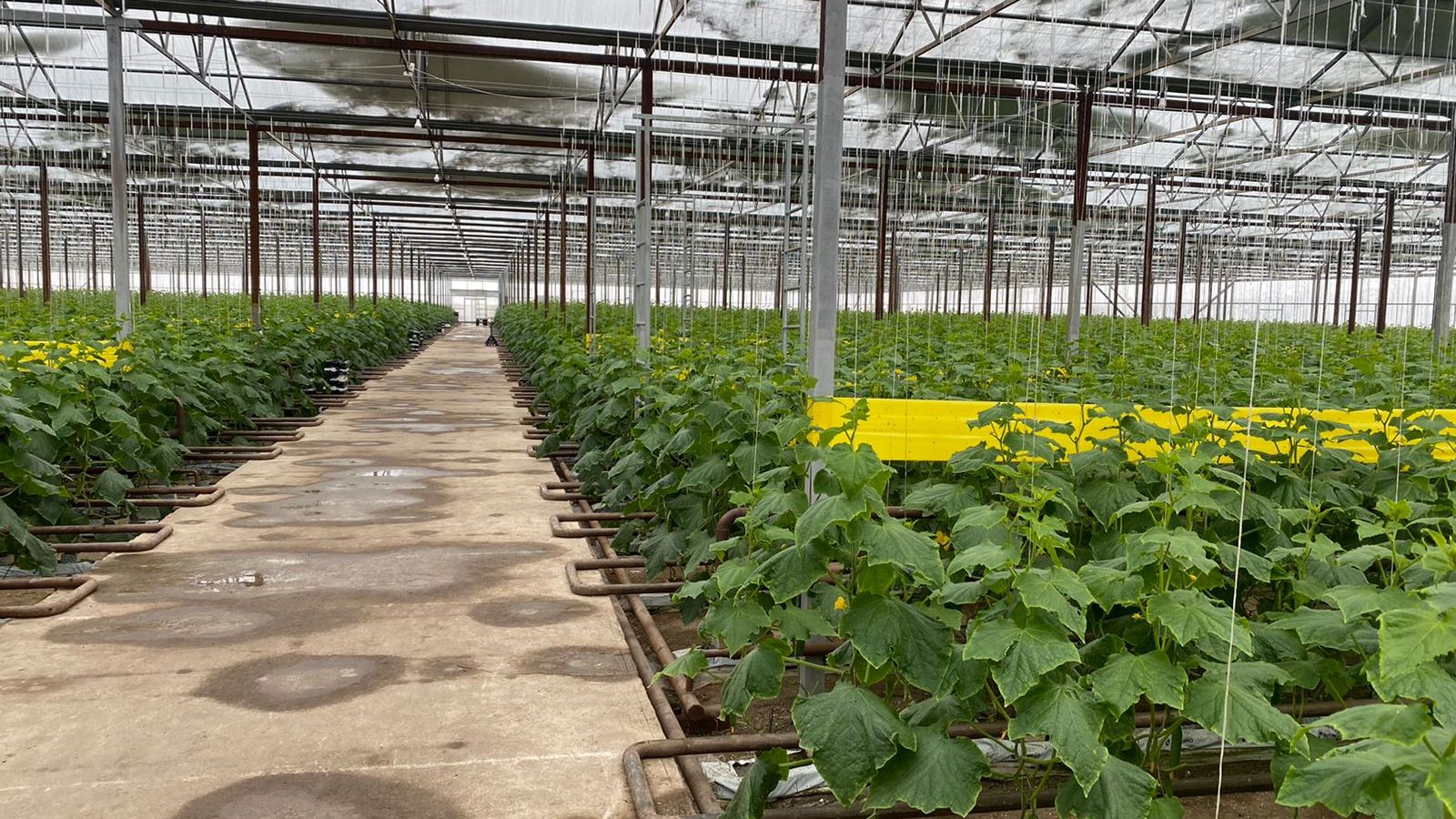 Тонну огурцов в день собирает предприниматель из Бухар-Жырауского района в своих теплицах