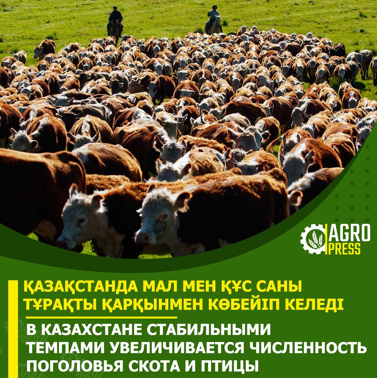 В Казахстане стабильными темпами увеличивается численность поголовья скота и птицы