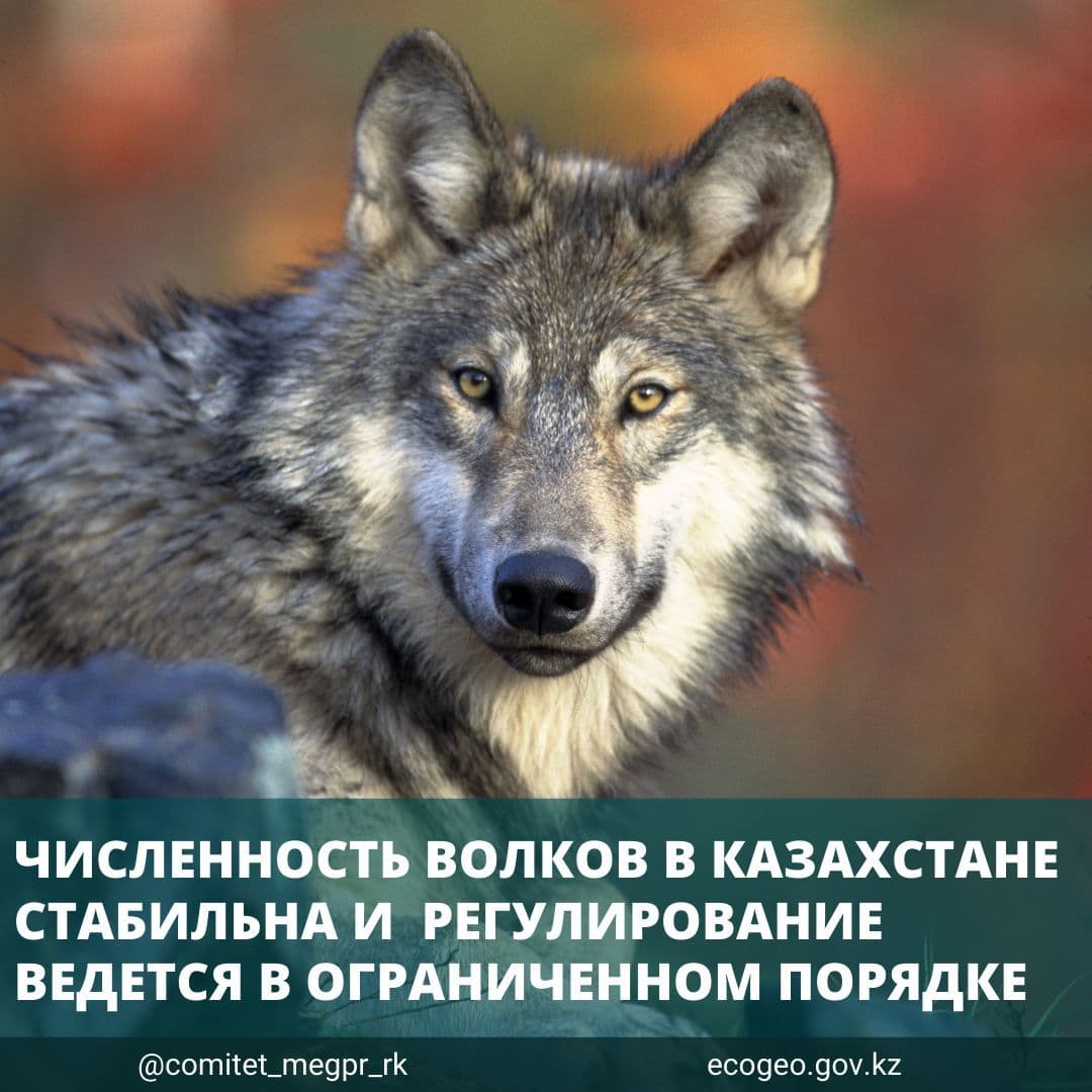 Численность волков в Казахстане стабильна и регулирование ведется в ограниченном порядке