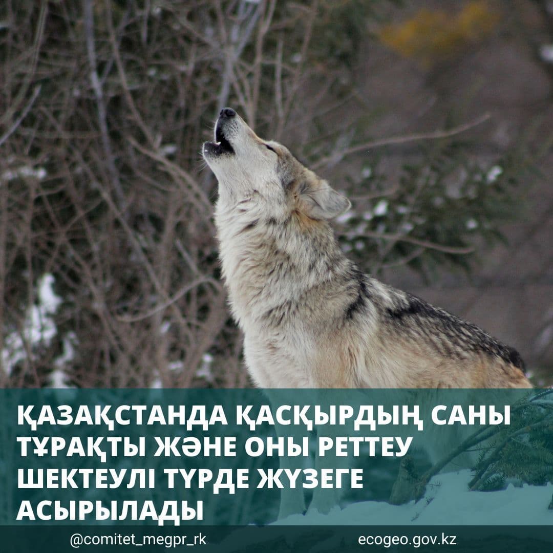Қазақстанда қасқырдың саны тұрақты және реттеу шектеулі түрде жүзеге асырылады