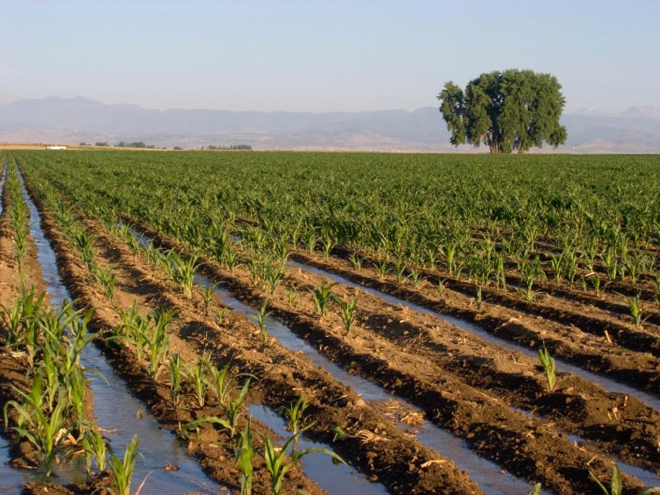 посевы без искусственного орошения в средней азии. оросительный канал в поле. посевы без искусственного орошения в средней азии. ирригационная водная эрозия. капельное орошение павлония.