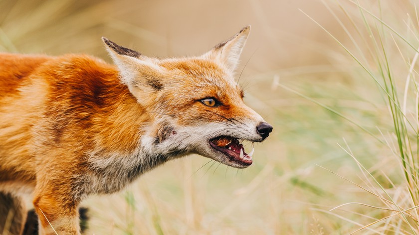 Өрмекші адам порно комикстері орыс тілінде без регистрации