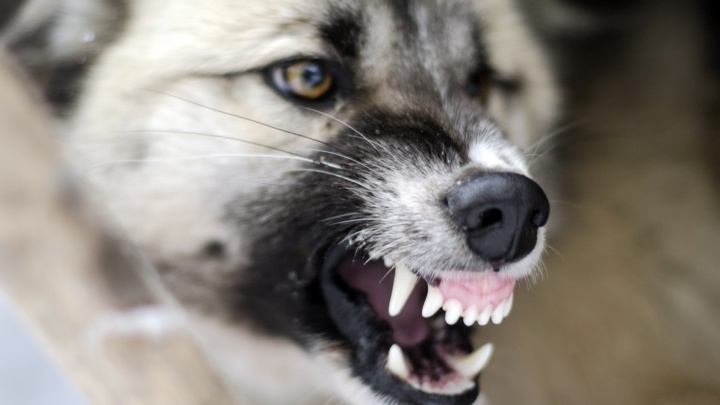 Белгісіз жануар тістеген немесе тырнаған  жағдайда не істеу керек?