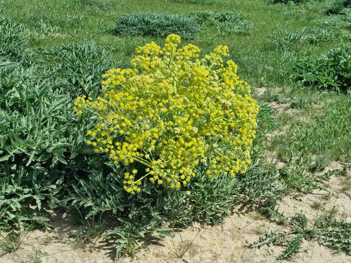 ТҮРКІСТАН: АРЫС ӨҢІРІНДЕ ДАЛАЛЫ АЙМАҚТЫ ҚАДАҒАЛАЙТЫН АРНАЙЫ ТОП ҚҰРЫЛДЫ