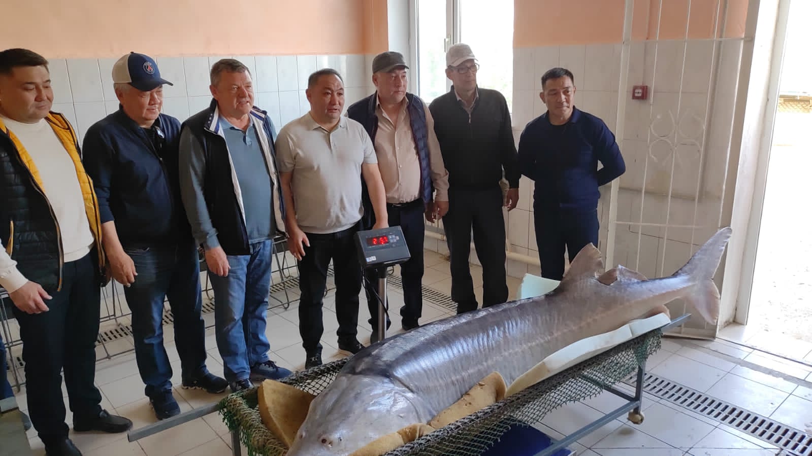 Сегодня в Атырау выловлена гигантская белуга, весом около 200 килограмм