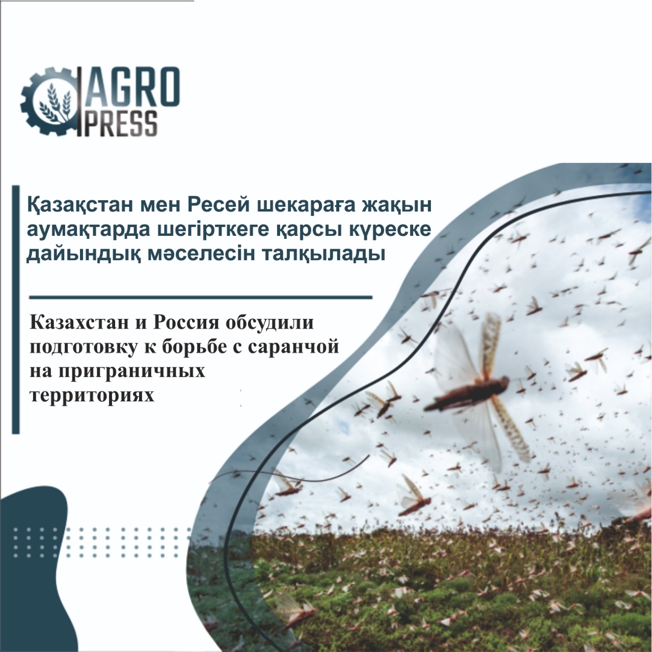 Казахстан и Россия обсудили подготовку к борьбе с саранчой  на приграничных территориях