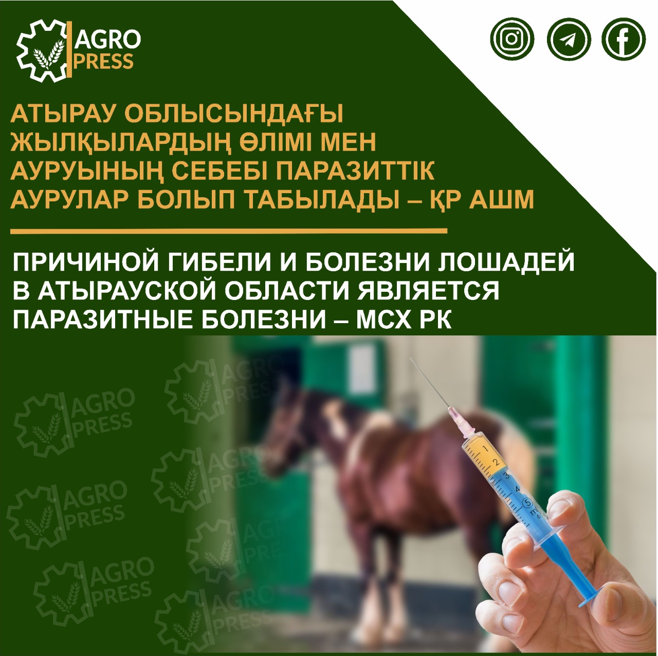 Причиной гибели и болезни лошадей в Атырауской области является паразитные болезни – МСХ РК
