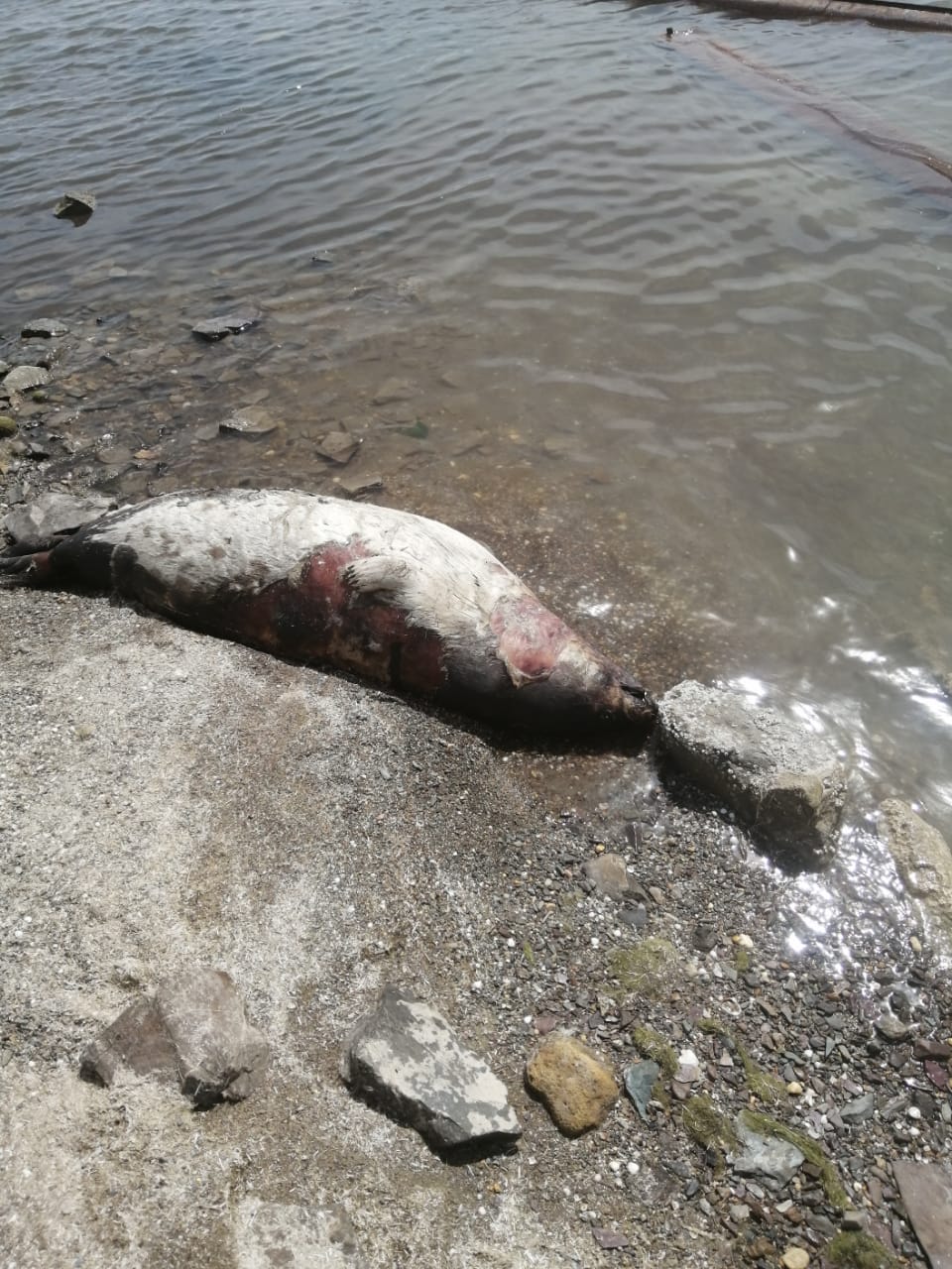 Информация по гибели тюленей в Мангистауской области