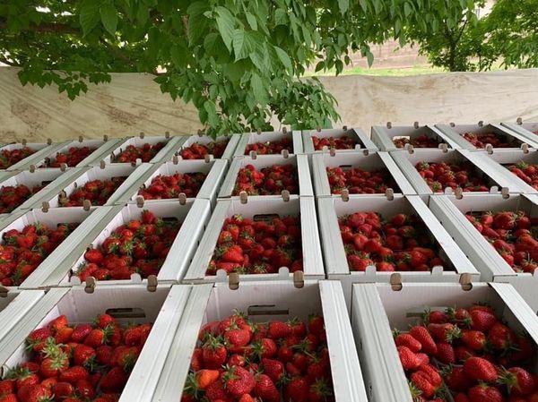 ТҮРКІСТАН: КЕЛЕС АУДАНЫНДА ҚҰЛПЫНАЙ ПІСТІ