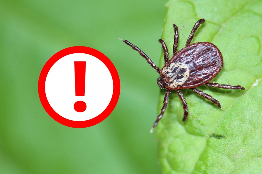 Кене энцефалитінің алдын алу