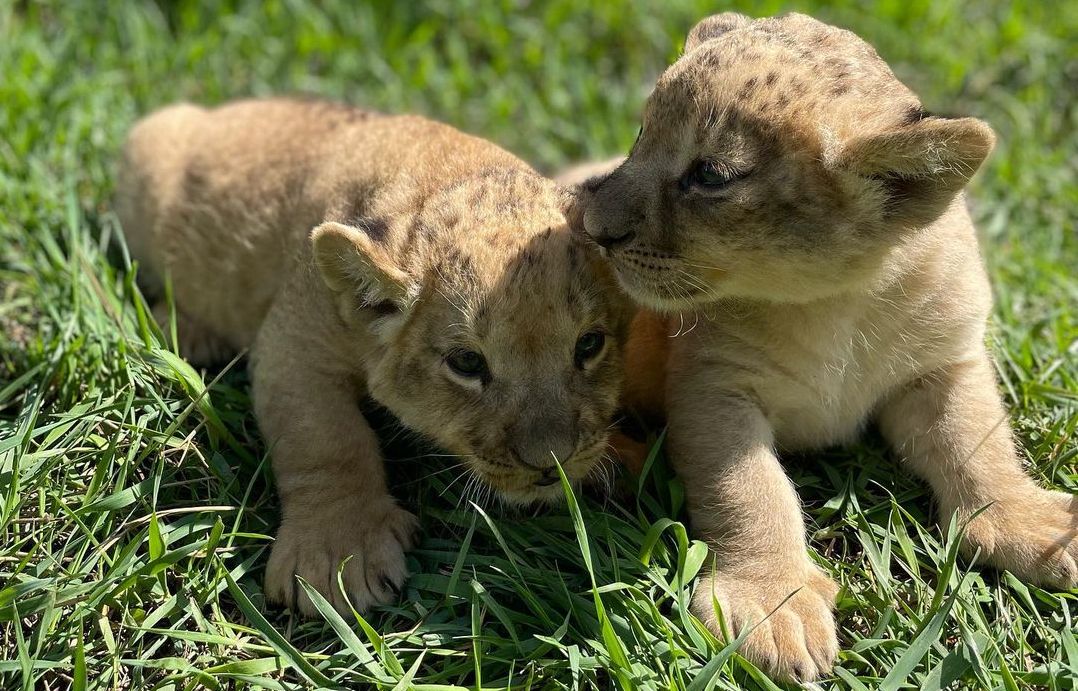 Карагандинский зоопарк предлагает школьникам придумать имена двум львятам