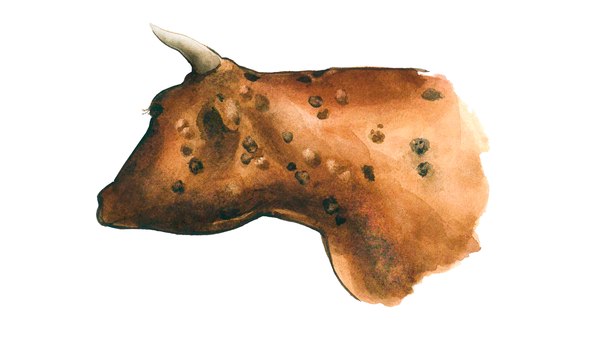 Қара ілулі кисканың суреті