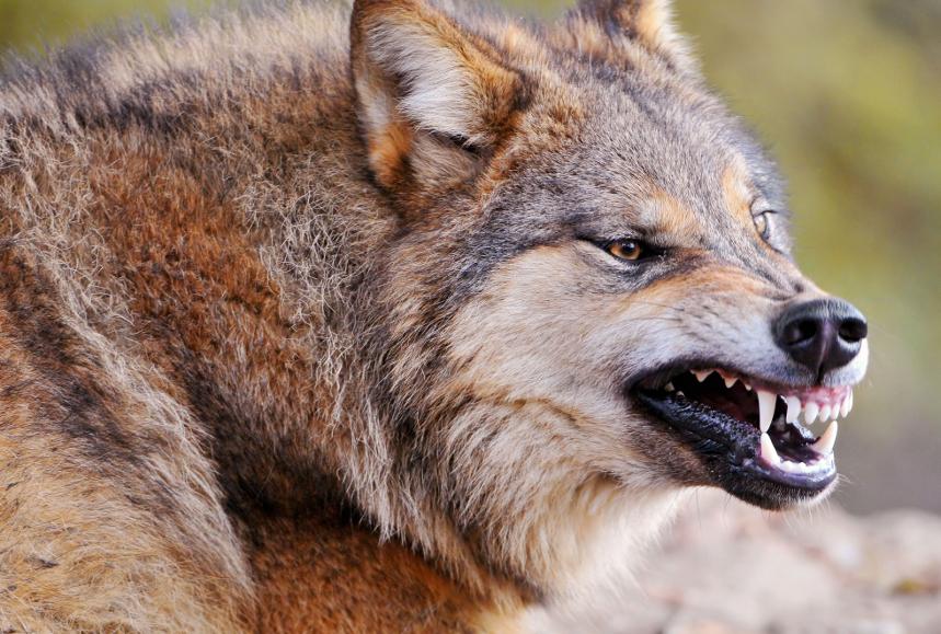 БҚО ауылында ана қасқыр адамдарға шабуыл жасады.