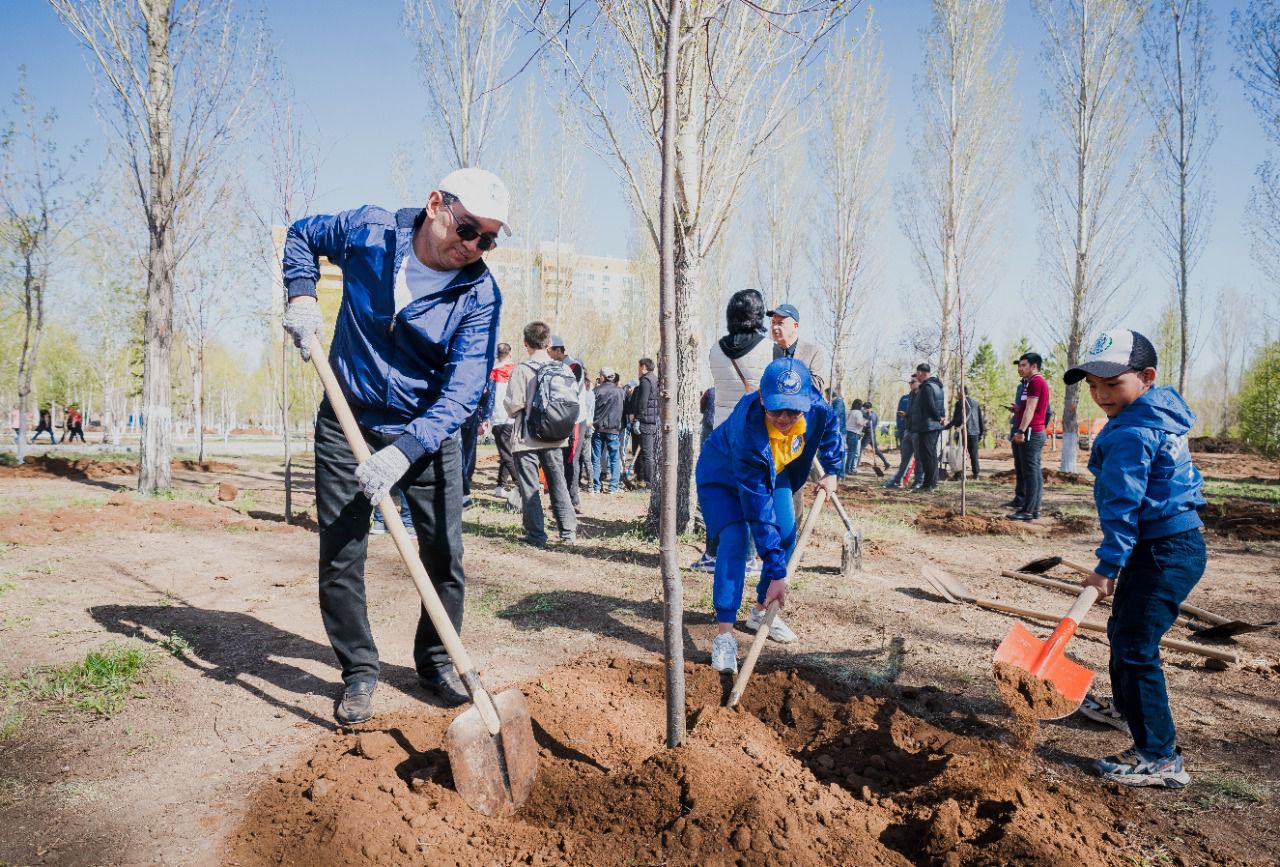 Посадили 56 деревьев. Компенсационные посадки деревьев. Посадка деревьев Казахстан. Посадка лесов. Зеленые насаждения в городе.