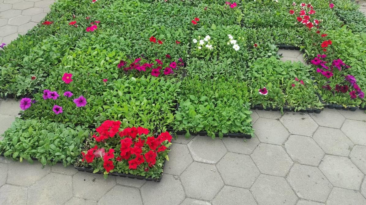 В Караганде до конца мая планируют высадить около 6500 цветов