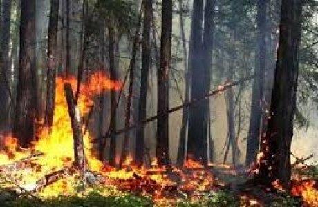 Орман алқабы аумағында тыйым салынады