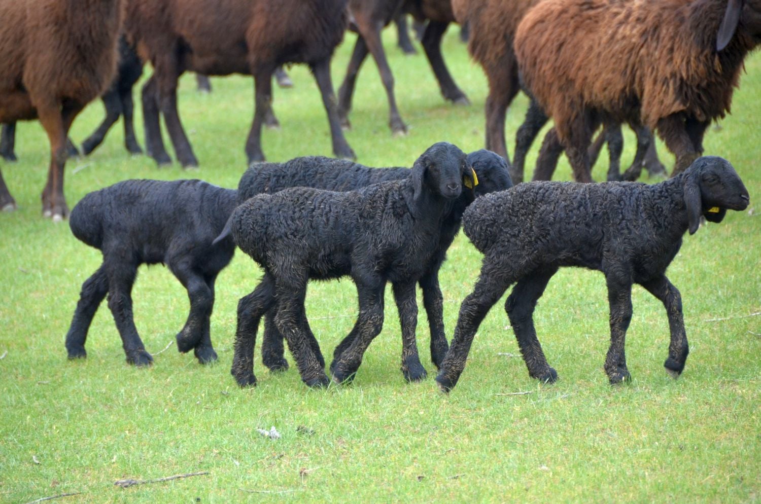 Саулықтың 33%-дан астамы төлдеді