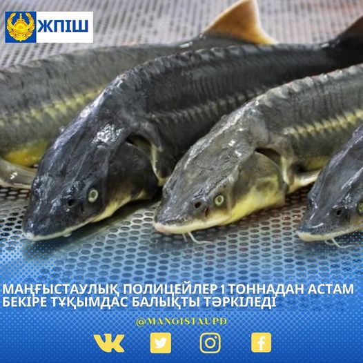 «Бекіре-2022» ЖПІШ: Маңғыстаулық полицейлер 1 тоннадан астам бекіре тұқымдас балықты тәркіледі